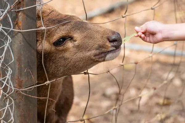 Retrato Veado Jovem Zoológico Mão Uma Criança Está Alimentando Animal Imagens Royalty-Free