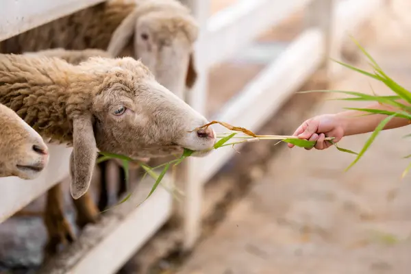 Koyunlar Doğanın Güzelliğiyle Çevrili Yemyeşil Bir Arazide Huzur Içinde Otlar - Stok İmaj