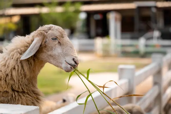 Moutons Agneaux Broutant Paisiblement Dans Champ Verdoyant Derrière Une Clôture Images De Stock Libres De Droits
