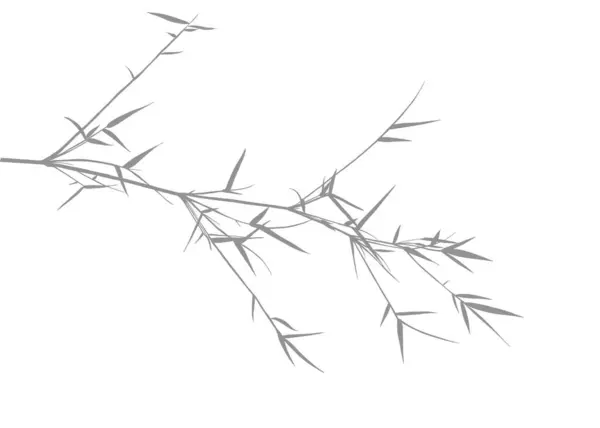 Сірий Натуральний Листовий Бамбуковий Тіньовий Елемент Прикраси Ізольованому Білому Тлі Ліцензійні Стокові Фото