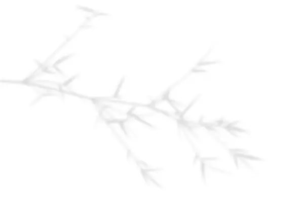 Серый Натуральный Листовой Бамбуковый Теневой Элемент Украшения Изолированном Белом Фоне Стоковое Изображение