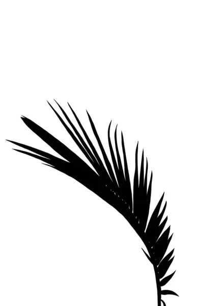 Silhouet Van Groeiende Kokosbladeren Zwarte Schaduw Geïsoleerde Witte Achtergrond Natuurlijke Stockfoto