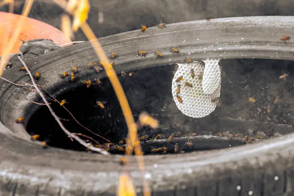 stock image The Complex Intricacies of Working Bees on Honeycombs, in old wheel.