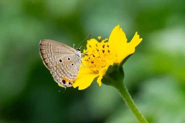 stock image A butterfly with brown wings sits delicately on a yellow flower, showcasing the beauty of nature in a summer garden.