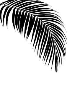 İzole edilmiş gri hindistan cevizi ağacı dalının gölgesi, doğa elementlerinin olduğu grunge tasarımlı siyah bir ağacın görüntüsü. El çekme, Zen konsepti.