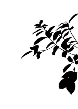 Kara yapraklardan oluşan siluet, güneş ve esinti yakalamak için dallarını kaldırıyor. Yazın veya ilkbaharda bir banyan ağacının gölgesi. Doğadan esinlenilmiş bir şablon yaratmak.