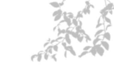 Bulanık Gri Jujube dalları ağaç silueti ve yapraklar, Ağaç dallarının gölgeleri zarif bir şekilde yukarıdan sarkıyor.