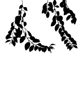 Ağaç dizaynları ve desenleri olan bir Jujube dalının siyah silueti zarif ve sanatsal bir görünüm yaratıyor. Dekorasyon kartı ya da tebrik kartı için. Elle çek. İzole edilmiş arkaplanda.