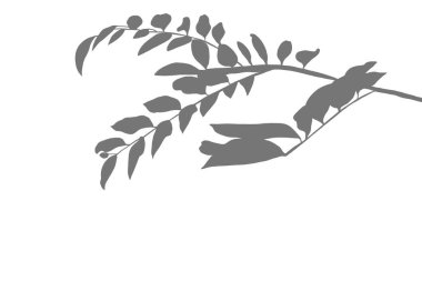 Gri, genç yaprak çekimlerinin siluetinin farklı bir arkaplanda, minimalist ya da zen konseptinde resmedilmesi. Dekorasyon için kullanılır.