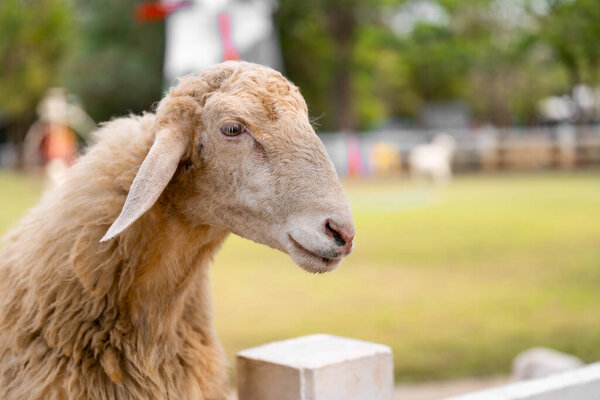 Gentle Giant Green Pasture Closeup Woolly Sheep Its Gaze Serene Royalty Free Stock Photos