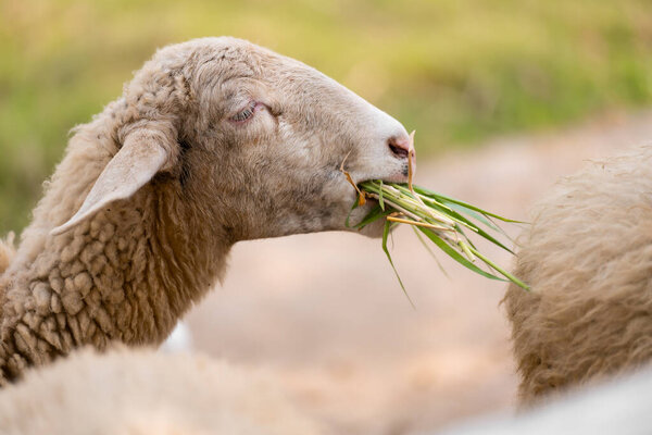 Sheep Grazing Meadow Close Sheep Enjoying Mouthful Fresh Grass Lush Royalty Free Stock Images