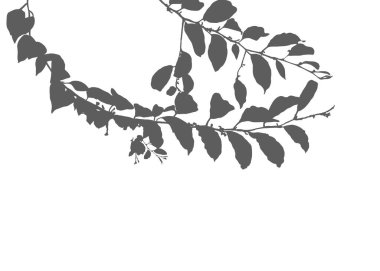 Yaprakları, dalları ve Jujube ağacının yaprakları ve diğer doğa unsurlarıyla dolu gri bir ağaç dalı silueti. Zen kavramı.