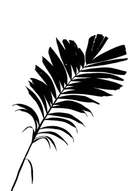 Siluet palmiye yapraklarının ya da hindistan cevizi yapraklarının soyut arkaplanı. Doğal desen, siyah gölge. Boşluğu kopyala ya da boş. Reklamlar ve kartvizitler için..