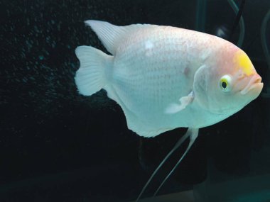 Selective focus of giant Gourami Fish isolated over black background