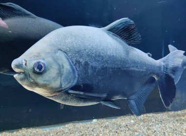 Tambaqui (Colossoma macropomum) or giant pacu in a pond