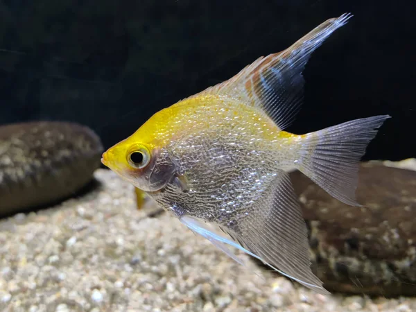 Fresh water Silver angel fish in a aquarium,Selective focus.