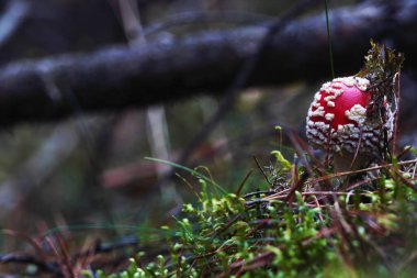 Mantar mantarı, kırmızı mantar mantarı. Ormandaki kırmızı manita, portakal mantarı, ormandaki agarik sinek, yenilemez mantar, parkta amanita muscaria, zehirli mantar.
