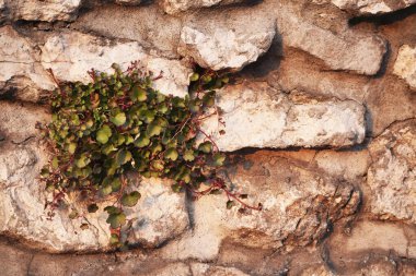 Yeşil çimenler taşlı duvarda büyüyor. Detaylı bir çekim. Yabani otlar ve yosunlar