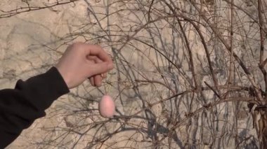 Geleneksel ağaçlar Paskalya 'dan önce renkli yumurtalarla süslenir