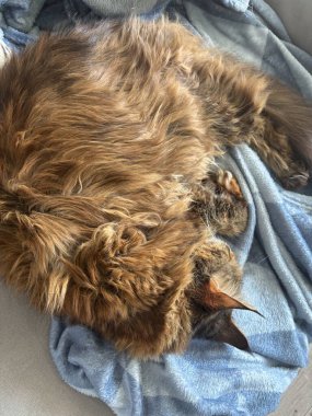 Rahatlatıcı zencefil, çok renkli kedi gri kanepede uyuyor. Kapalı gözler, koza.