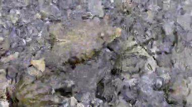 Dağların arka planında temiz yeşil suyla gölü kapatın. Orman Gölü