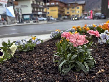 Ön planda pembe çiçekli bahar çiçekleri arka planda ışıkları açık olan dükkanlar ve evler. Kaprun 'da Alp sıcacık iklimi