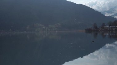 Zell am gölünde suyun altında ördek dalışı yaparken Avusturalya 'yı gördüm. yemek yakalamak