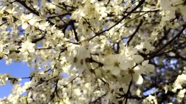 Yavaş çekim meyve ağaçları tam bahar çiçek kiraz, armut, ya da küçük beyaz çiçekler ile elmalar berrak mavi bir gökyüzü karşı, sakin doğa yakalamak.