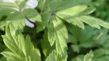 Anemonoides sylvestris, bereketli yeşil yapraklarla çevrili sakin bir ormanda narin kardamlaları açar. Huzurlu ormanlık alanda ilkbaharın doğal güzelliğinin mükemmel bir yansıması, beyaz çiçekler.