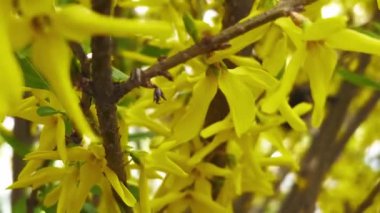 Çiçek açan Forsythia Lynwood ağacının canlı sarı bahar çiçekleriyle süslenmiş, doğanın neşeli özünü tam çiçekle yakalayan yavaş hareketli görüntüsü..