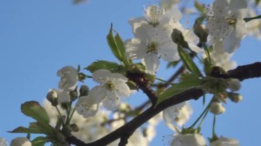 Yavaş çekim meyve ağaçları tam bahar çiçek kiraz, armut, ya da küçük beyaz çiçekler ile elmalar berrak mavi bir gökyüzü karşı, sakin doğa yakalamak.