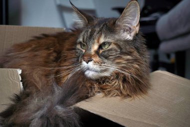 Kırık karton kutudaki kedi, içeride oturuyor. Yeşil gözlü ana rakun ormanı rengi. gevşiyor