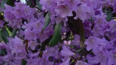 Mor çiçekleri kapat, yavaş hareket eden çekim