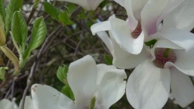 Pejmürde manolya aşısı, kötü hava koşulları, buruşuk çiçekler. Vandallar manolyayı kesmiş. Magnolia çiçeklerinin yaprakları kısmen dökülmüş..