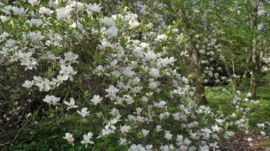 Pejmürde manolya aşısı, kötü hava koşulları, buruşuk çiçekler. Vandallar manolyayı kesmiş. Magnolia çiçeklerinin yaprakları kısmen dökülmüş..