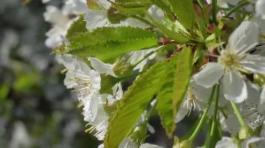 Yavaş çekim meyve ağaçları tam bahar çiçek kiraz, armut, ya da küçük beyaz çiçekler ile elmalar berrak mavi bir gökyüzü karşı, sakin doğa yakalamak.