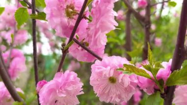 Süslü kiraz ağacının serçe tüylü çiçekleri, sakura bahar mevsimi.