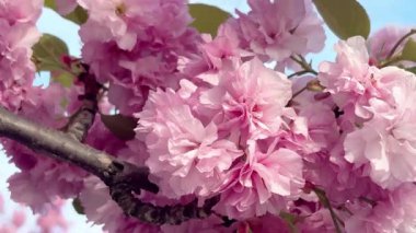 Süslü kiraz ağacının serçe tüylü çiçekleri, sakura bahar mevsimi.