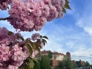 Dekoratif kiraz ağacının tüylü çiçekleri, sakura bahar mevsimi.