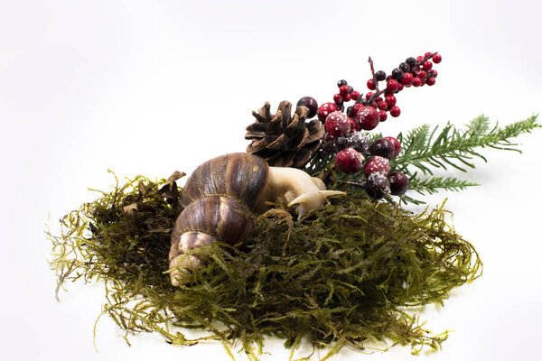 African snail Achatina on wet moss next to artificial New Year composition with red berries and pine cone on white background