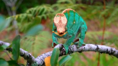 Bir Malagasy devi bukalemun (Furcifer oustaleti) avını aramak için çalılıklarda sürünür, Ranomafana, Madagaskar