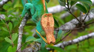 Bir Malagasy devi bukalemun (Furcifer oustaleti) avını aramak için çalılıklarda sürünür, Ranomafana, Madagaskar