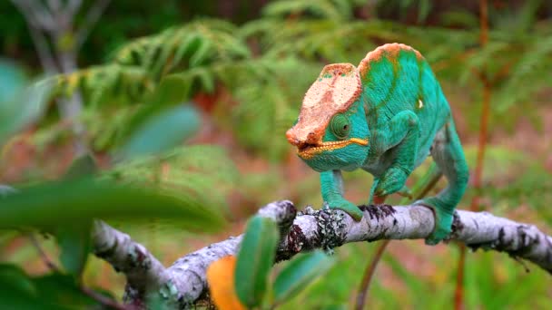 马达加斯加 拉诺马法纳 一个马达加斯加巨型变色龙 Furcifer Oustaleti 爬过灌木丛寻找猎物 — 图库视频影像