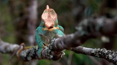 Bir Malagasy devi bukalemun (Furcifer oustaleti) avını aramak için çalılıklarda sürünür, Ranomafana, Madagaskar