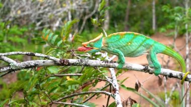Bir Malagasy devi bukalemun (Furcifer oustaleti) avını aramak için çalılıklarda sürünür, Ranomafana, Madagaskar