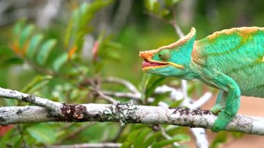 Bir Malagasy devi bukalemun (Furcifer oustaleti) avını aramak için çalılıklarda sürünür, Ranomafana, Madagaskar