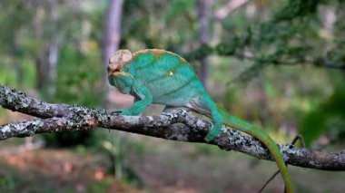 Bir Malagasy devi bukalemun (Furcifer oustaleti) avını aramak için çalılıklarda sürünür, Ranomafana, Madagaskar
