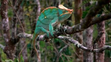 Bir Malagasy devi bukalemun (Furcifer oustaleti) avını aramak için çalılıklarda sürünür, Ranomafana, Madagaskar
