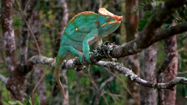 Madagaskisk Jättekameleont Furcifer Oustaleti Kryper Genom Undervegetationen Jakt Efter Byten — Stockvideo