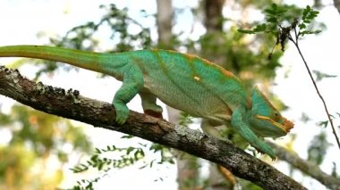 Bir Malagasy devi bukalemun (Furcifer oustaleti) avını aramak için çalılıklarda sürünür, Ranomafana, Madagaskar